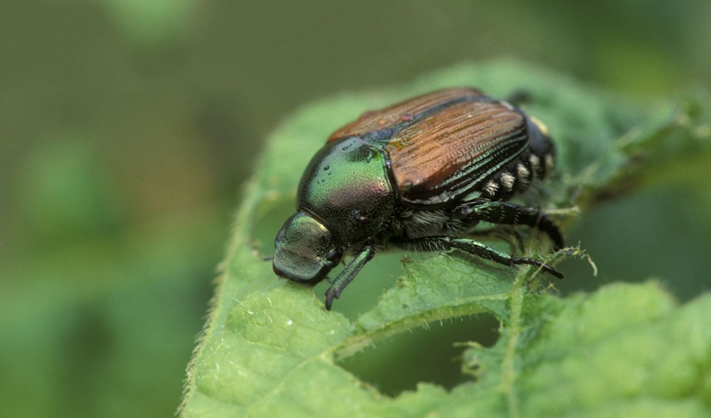 Japanese Beetle Spreads Horror in Germany | Al Mayadeen English