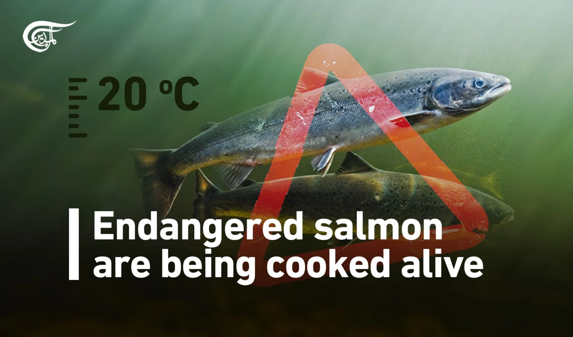 Endangered Salmon are Being Cooked Alive