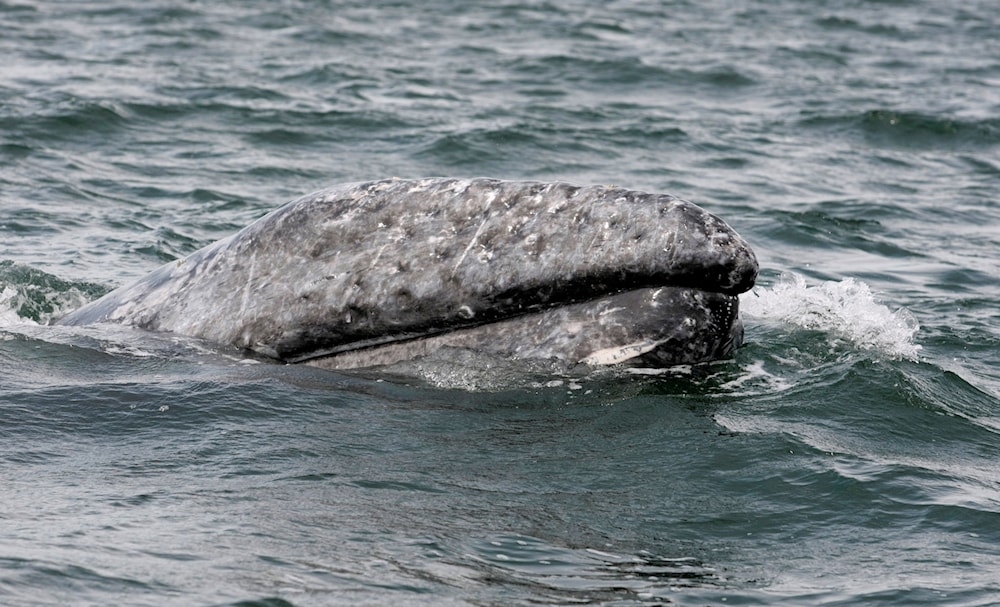 North American gray whale numbers plummeted in past 2 years | Al ...