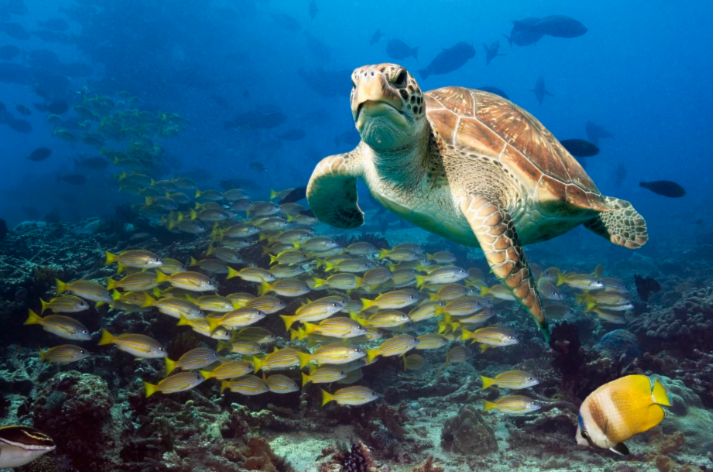 Global warming could lead to largest extinction of marine life | Al ...