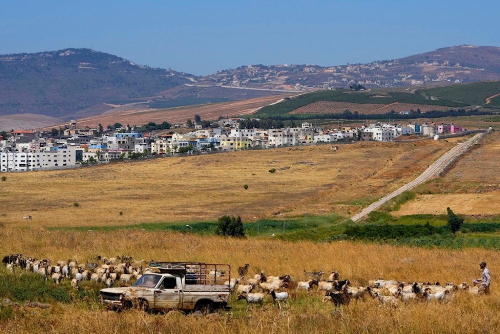 Lebanese shepherd Ali Yassin Diab, right, shepherds his cattle flock on the Lebanese side of the Lebanese-Palestenian border in the southern village of Wazzani with border village Ghajar in the background, Lebanon, Tuesday, July 11, 2023 (AP)