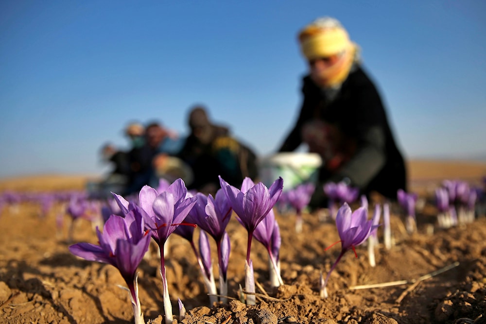 An Iranian farm worker harvests saffron flowers just outside the city of Torbat Heydariyeh, southeastern Iran on October 31, 2016. (AP)