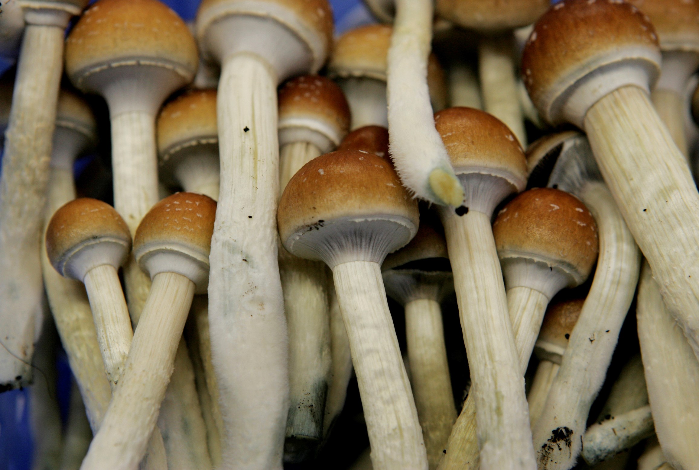 MDMA, Magic Mushrooms Authorized For Medical Treatment In Australia ...