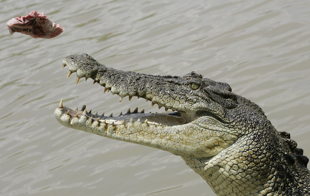 Australian Defense Fined After Soldiers Mauled By Crocodile 