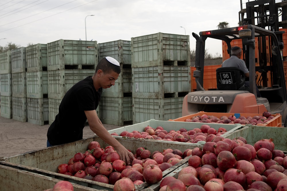 An Israeli settler sorting pomegranates in occupied Askalan, occupied Palestine, October 27, 2023 (AP)