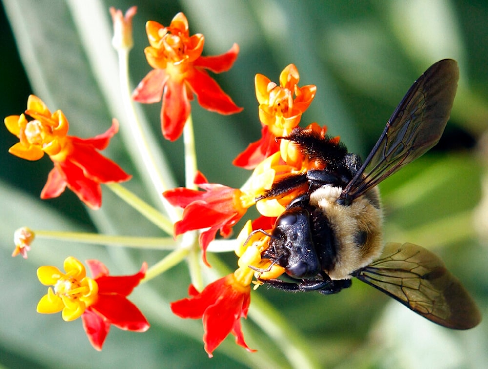 A carpenter bee collects pollen from a flower, Wednesday, July 14, 2010. (AP)