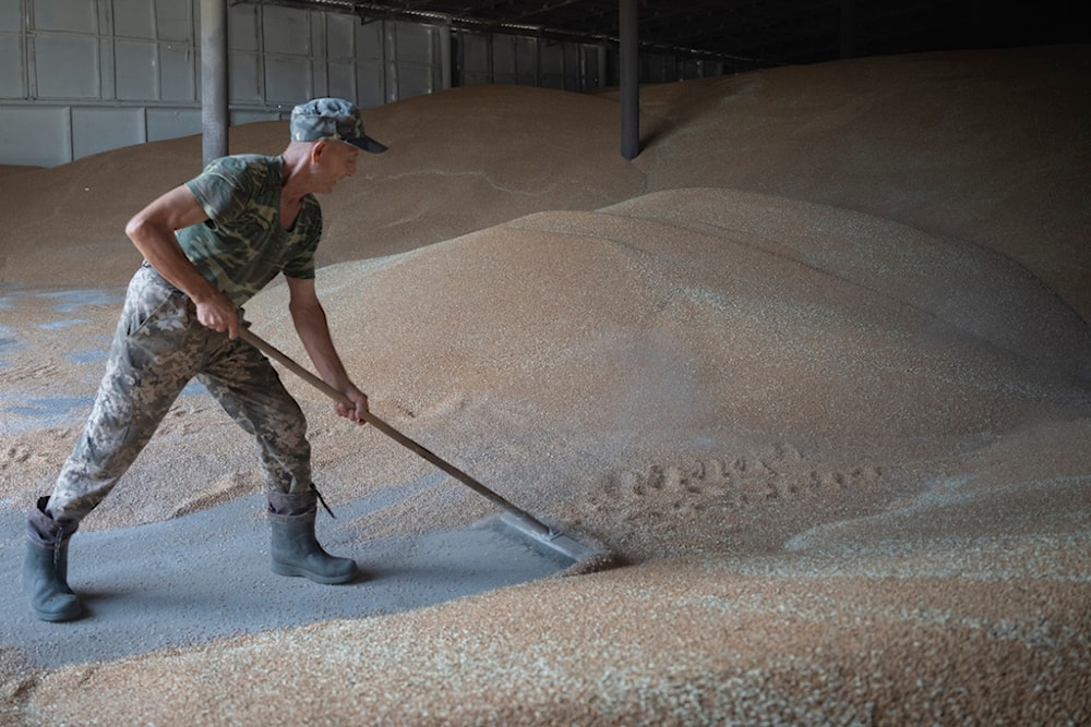 A worker rakes wheat in a granary on a private farm in Zhurivka, Kyiv region, Ukraine, Thursday, Aug. 10, 2023 (AP Photo/Efrem Lukatsky, File)