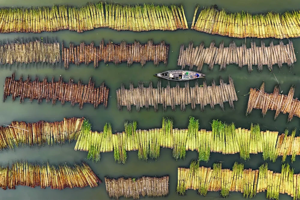 Farmers are processing jute in a lake in Bangladesh. (Abdul Momin/stenin contest)