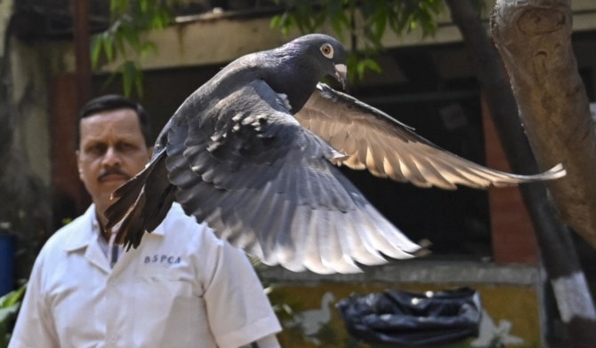 A pigeon captured by Indian police eight months back near a port, after being suspected to be a Chinese spy, is released at a vet hospital in Mumbai, India on Jan. 30, 2024. (AP)