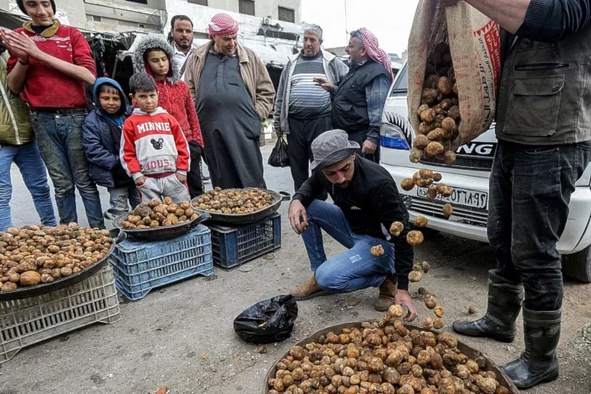 26 Syrian truffle gatherers killed by terrorists in two days