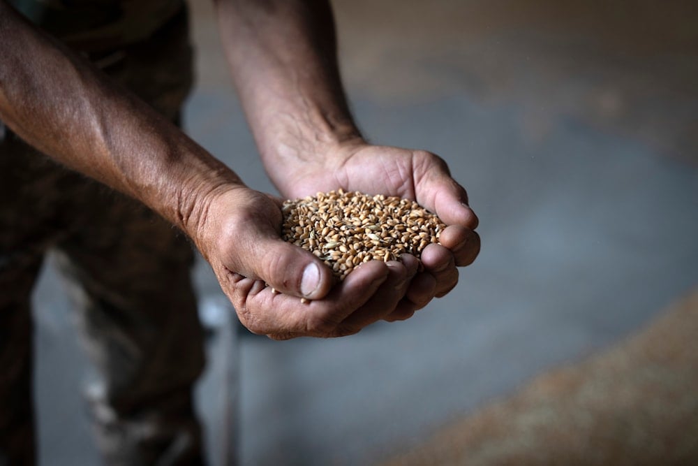 A farmer holds wheat in a granary on a private farm in Ukraine, Aug. 10, 2023. (AP)