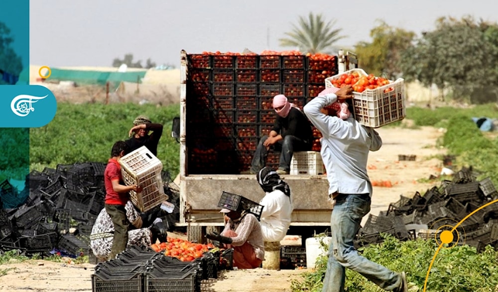 Southern Lebanese farmers remain resilient despite Israeli aggression