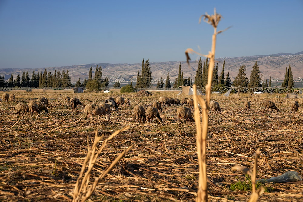 Sheep graze in a dry field near the village of Bardala in the Jordan Valley, Aug.8, 2023. (AP)