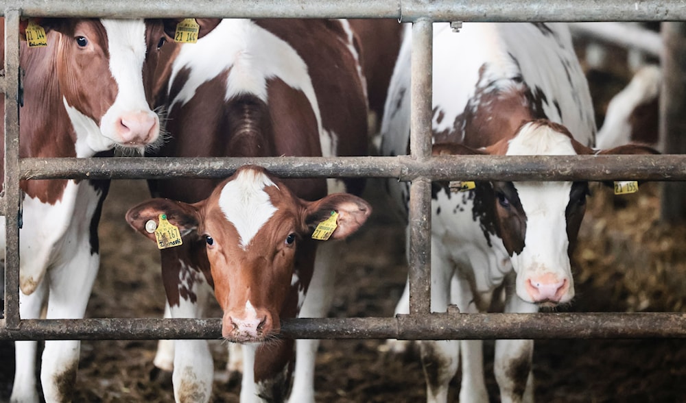 Young cows stand in a barn in Sprakebuell, Germany, Thursday, March 14, 2024. (AP)