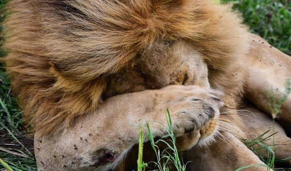 World Bank halts Tanzania tourism funding