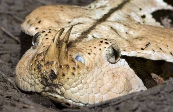 A gaboon viper. (AP)