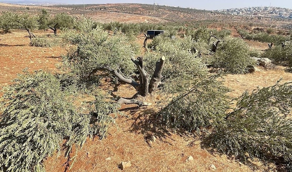 Extremist israeli jewish settlers have uprooted 40 fruitful olive trees in the village of Qasra in outskirts of the occupied West Bank city of Nablus. (@AbujomaaGaza)