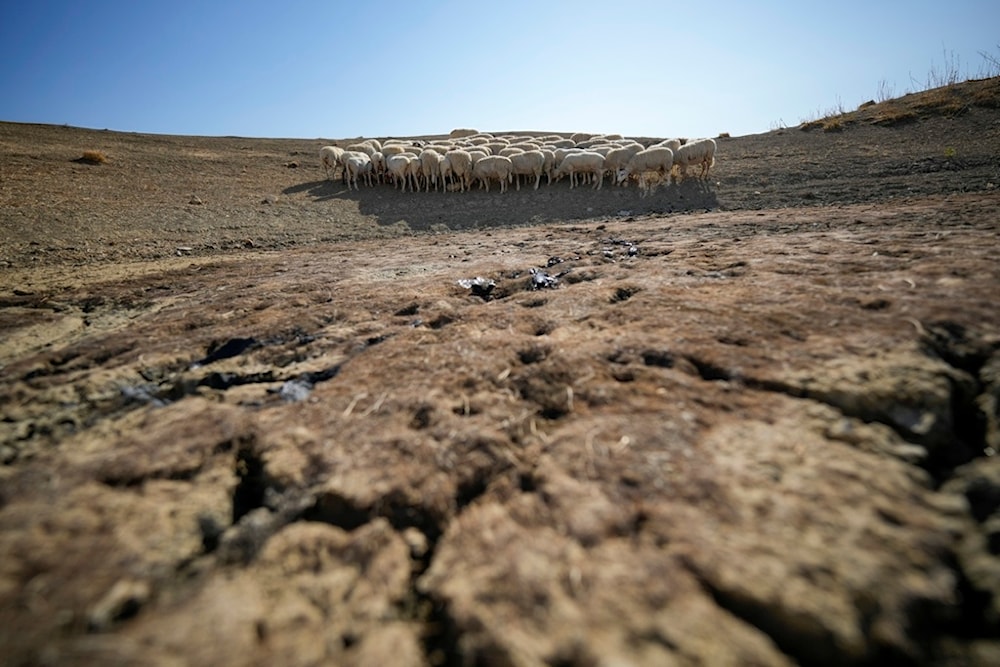 FILE - Sheep look for water in a dry pond used by local farms for their livestock, in Contrada Chiapparia, near the town of Caltanissetta, central Sicily, Italy, July 19, 2024. (AP)