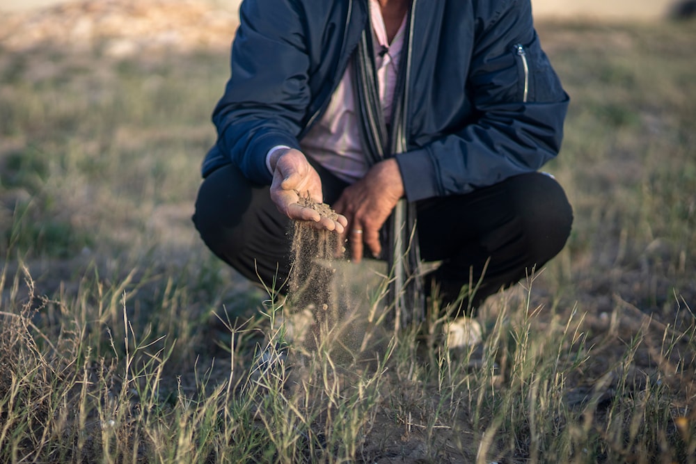 Mimoun Nadori inspects soil of his drought-stricken lands, in Nador, north of Morocco, Friday, March 8, 2024. (AP)