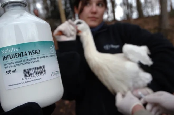 A stork from the Cerza zoo gets vaccinated against the H5N2 virus on March 4, 2006. (AFP)
