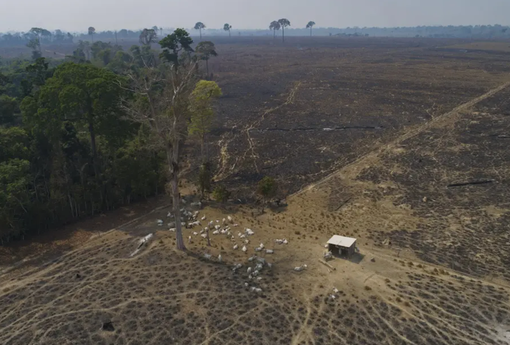 Brazil rancher to pay $50 mln for damaging Amazon rainforest