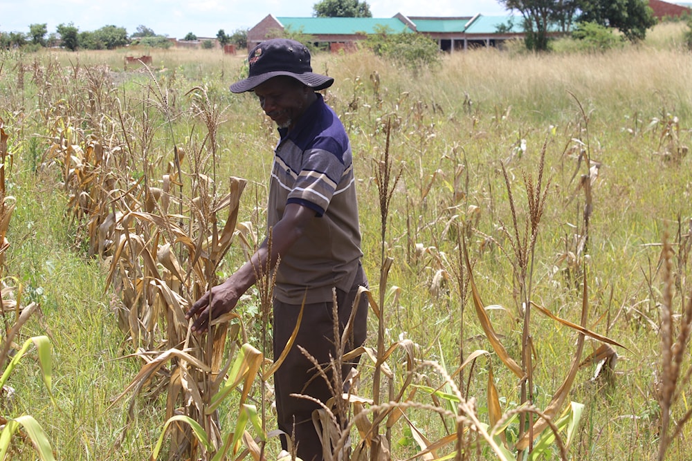 Cosmas Pikinini, a Zimbabwean farmer, inspects a failed maize (corn) plot that was abandoned because of drought. (Cyril Zenda)