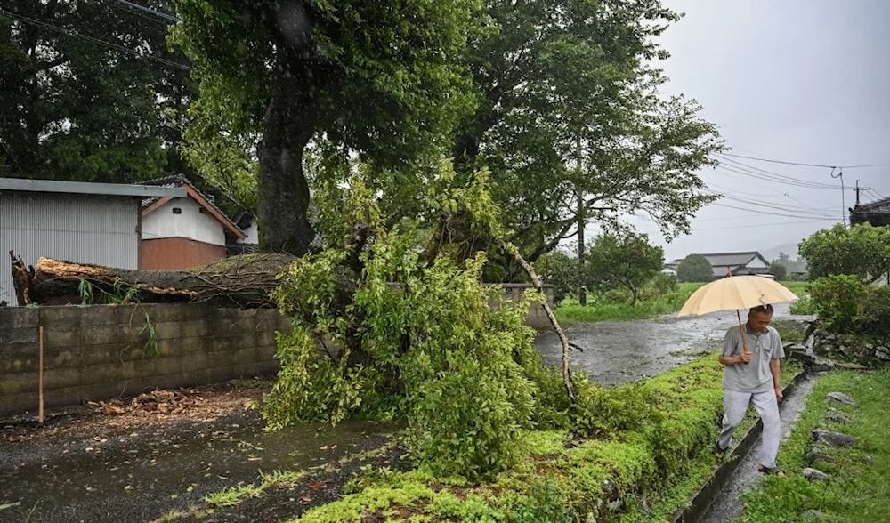 A man walks past a fallen tree brought down by strong winds from Typhoon Shanshan in Usa, Oita prefecture, Japan on August 29, 2024. (AFP)