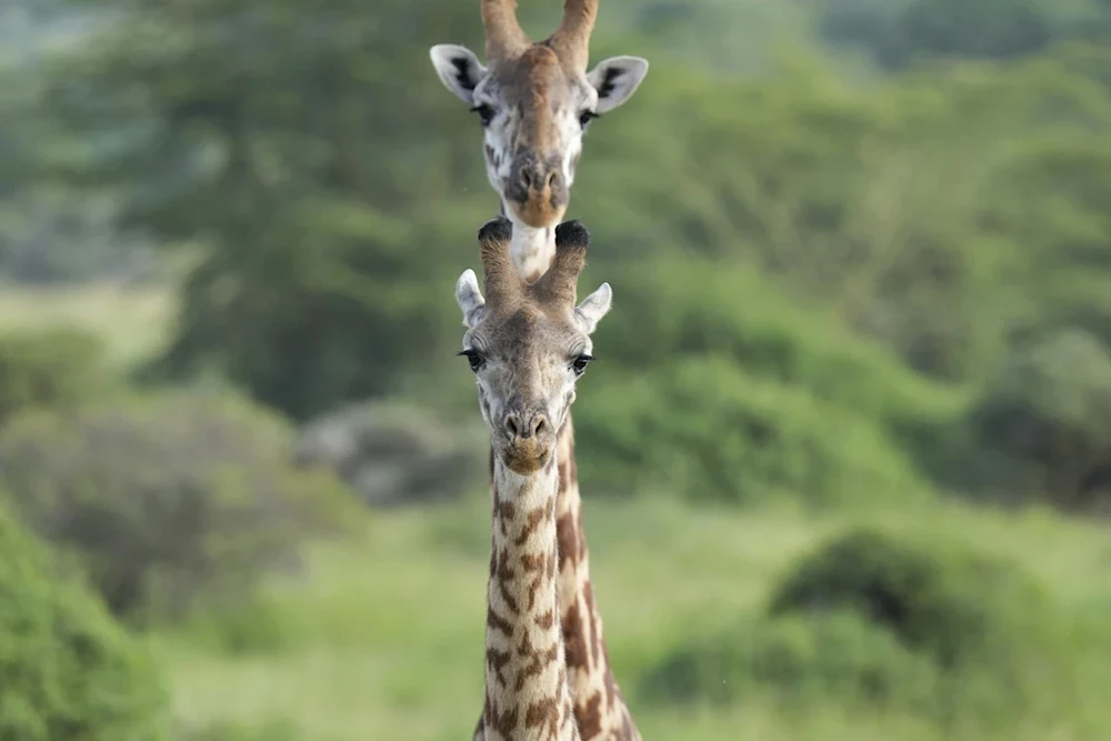 Two giraffes roam around Nairobi National Park, on the outskirts of Nairobi, on Wednesday, Jan. 31, 2024 in Nairobi, Kenya. (AP)