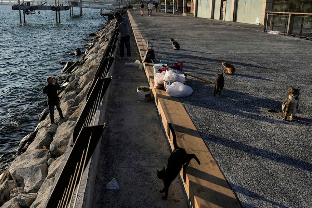 Cats wait as men fish on the shore of the Sea of Tabarias, northern occupied Palestine, Saturday, Dec. 14, 2024. (AP Photo/Matias Delacroix)