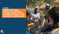 Israeli settlers harass Palestinian farmers during olive harvest in West Bank