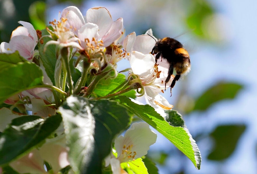 In this May 5, 2020, photo, a bee collects pollen from apple blossom at Stocks Farm in Suckley, Worcestershire. (AP Photo/Kirsty Wigglesworth)
