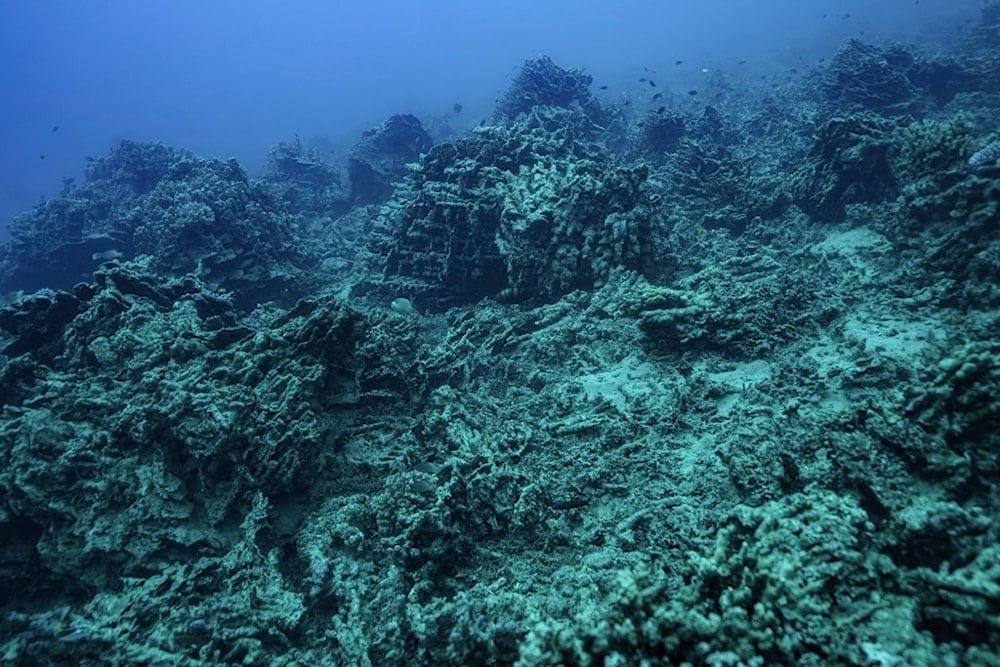 Earth hits climate tipping point as coral reefs face collapse