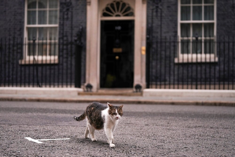 Larry the cat, Britain's Chief Mouser, walks outside 10 Downing Street, in London, Wednesday, September 10, 2025 (AP)