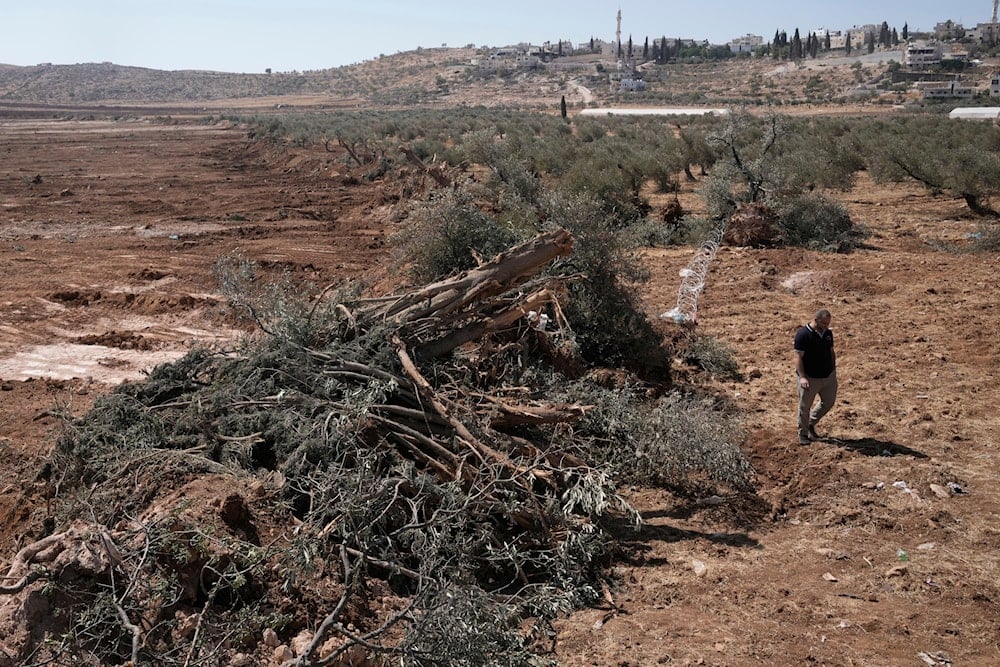 OCHA: Israeli settlers launch 71 attacks amid olive harvest in W. Bank