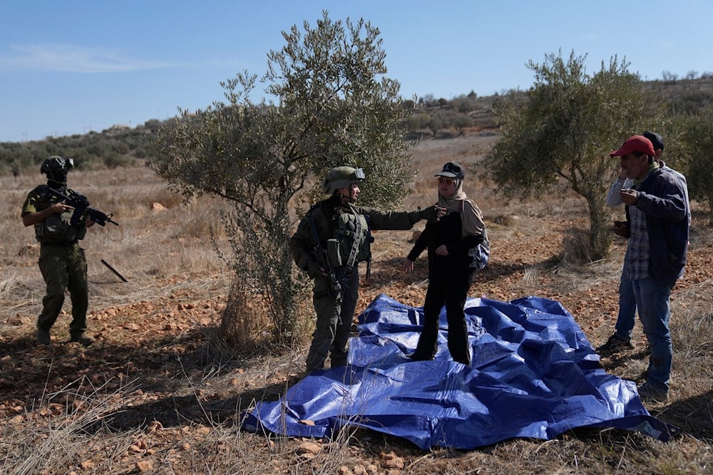 Palestinian olive oil sales in UK jump 50% as solidarity grows