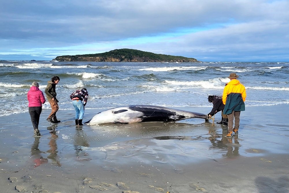 New Zealand’s oceans warming 34% faster than global average: Report
