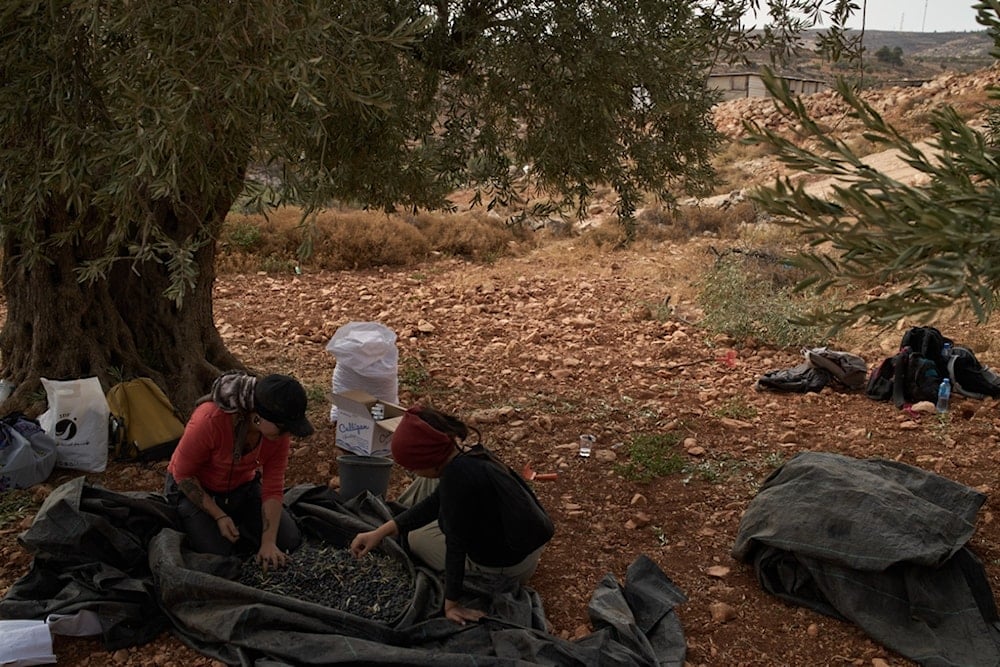 Foreign volunteers collect olives with local Palestinians in the West Bank village of Kafr Malik, Tuesday, November 4, 2025 (AP)