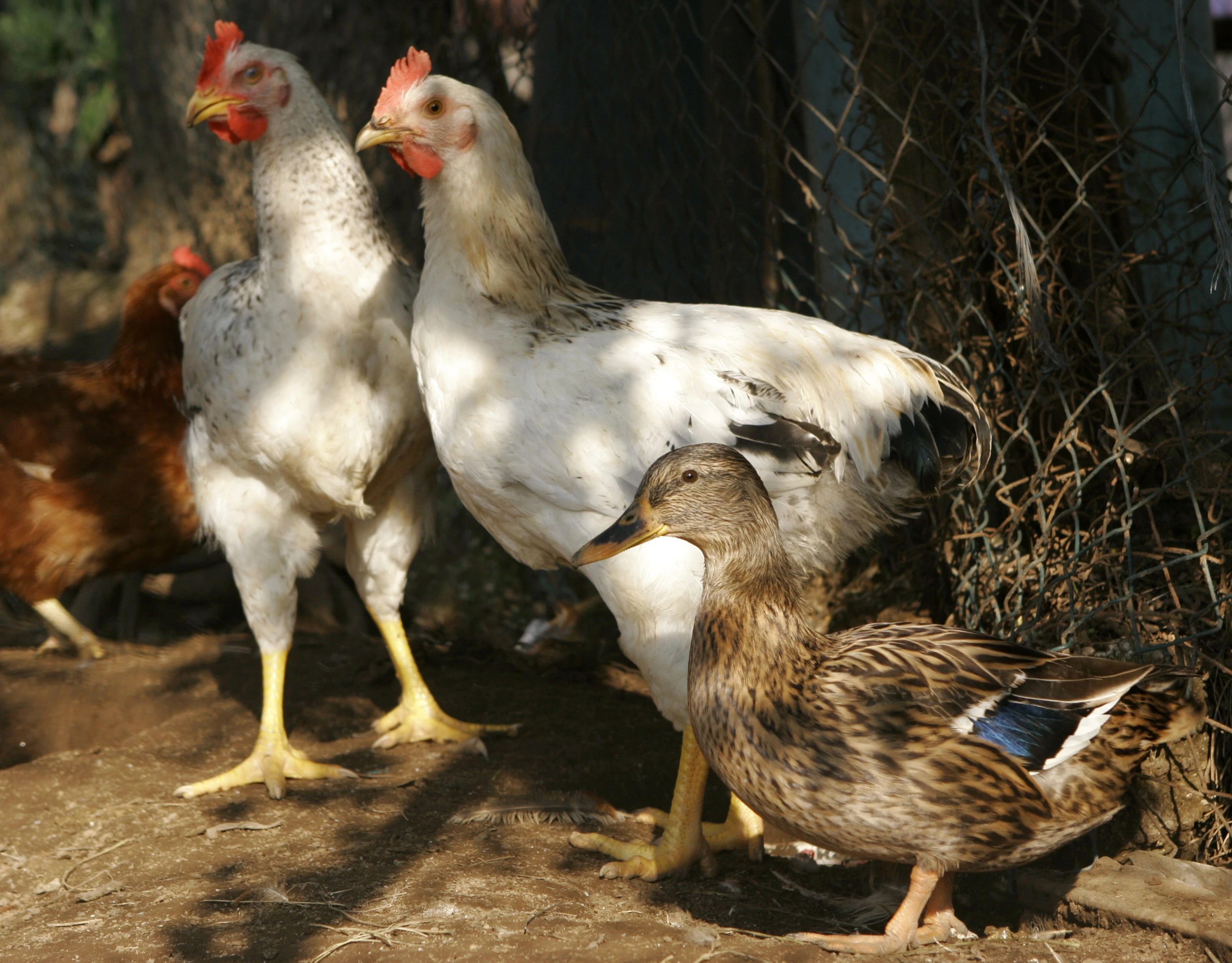 Spain orders nationwide poultry lockdown amid bird flu surge