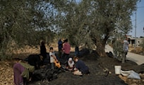 West Bank farmers face mounting settler violence, harvest disruption