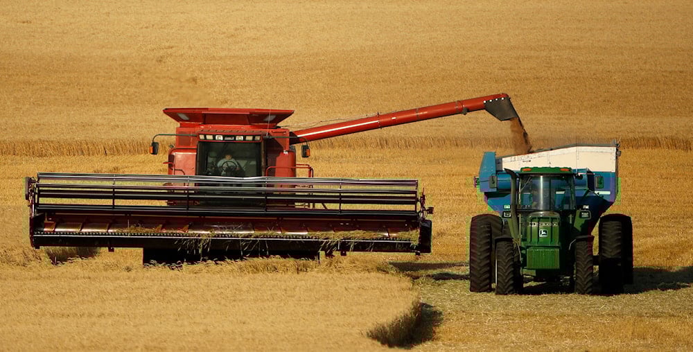  In this June 15, 2018 photo, winter wheat is harvested in a field farmed by Dalton and Carson North near McCracken, Kan (AP)
