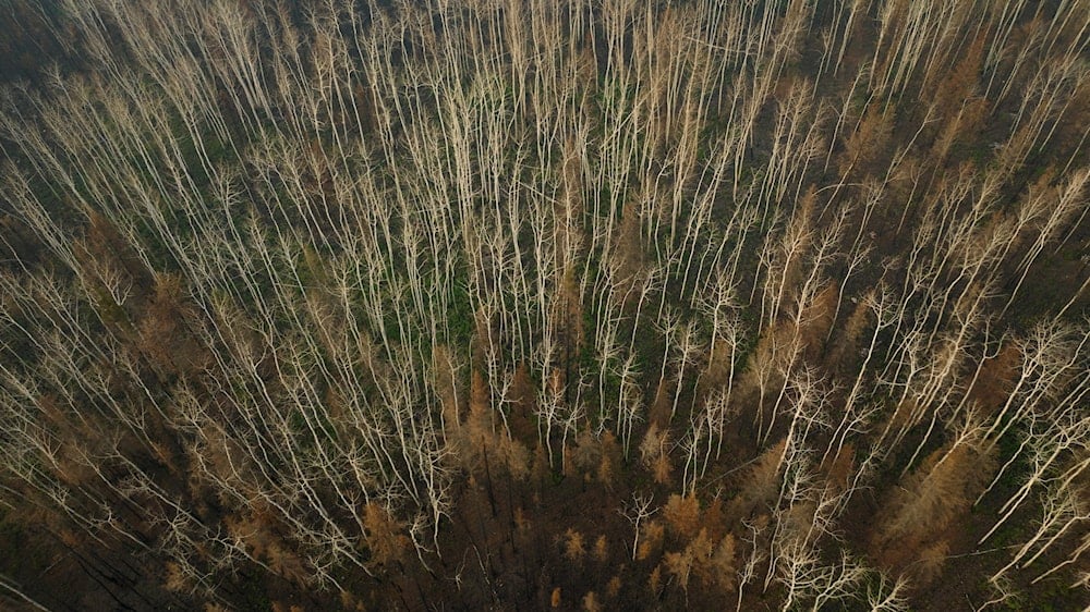 Burnt trees from recent wildfires stand in a forest in Fort Chipewyan, Canada on September 3, 2023.