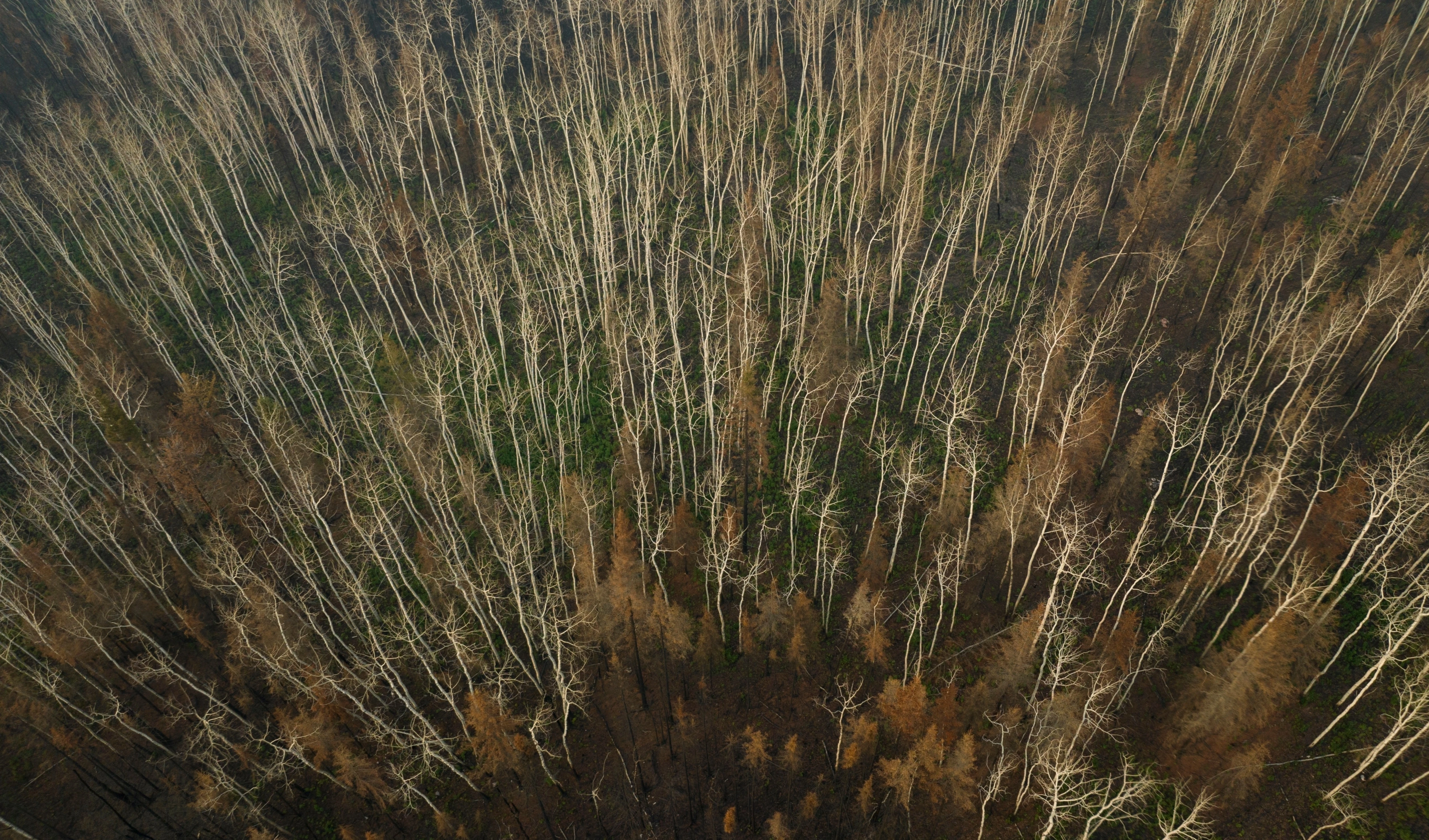 Burnt trees from recent wildfires stand in a forest in Fort Chipewyan, Canada on September 3, 2023.