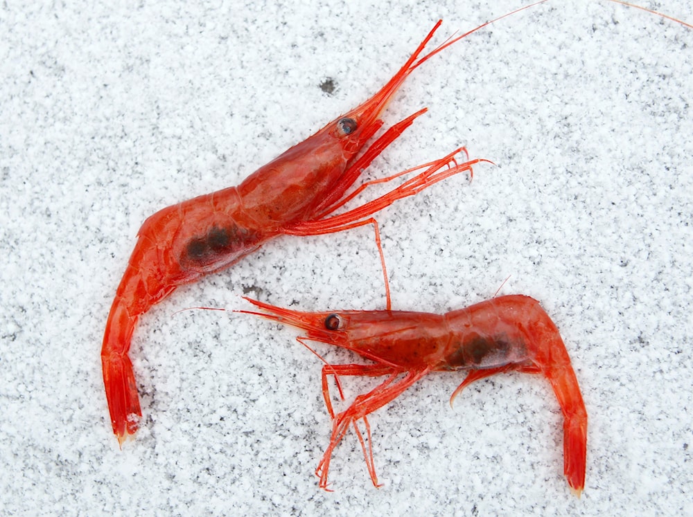 -In this Friday, Jan. 6, 2012 file photo, northern shrimp, also called pink shrimp, lay on snow aboard a trawler in the Gulf of Maine. 