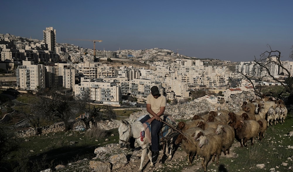 A Palestinian shepherd herds his flock in front of an Israeli settlement in occupied al-Quds, Feb. 4, 2025. (AP)