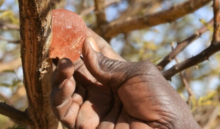 A Sudanese man shows gum arabic sap on the branch of an acacia tree, in the state-owned Demokaya research forest some 30km east of El-Obeid, the capital city of the central Sudanese state of North Kordofan, on January 9, 2023 (AFP)