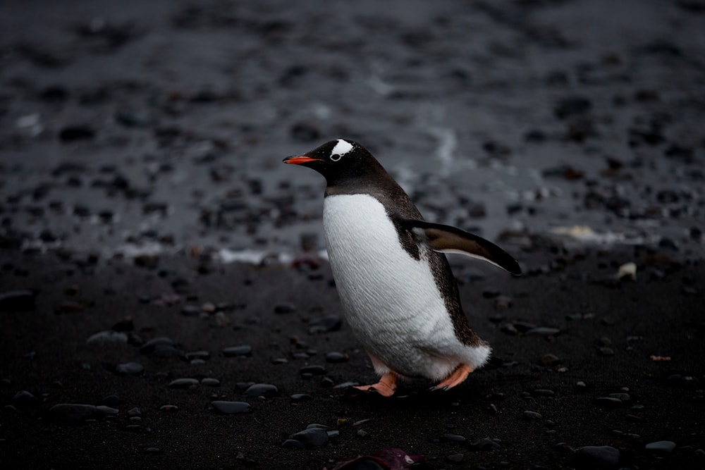 In this Jan. 26, 2015 photo, a Gentoo penguin waddles past on the shore of Punta Hanna, Livingston Island, South Shetland Island archipelago, Antarctica. (AP)