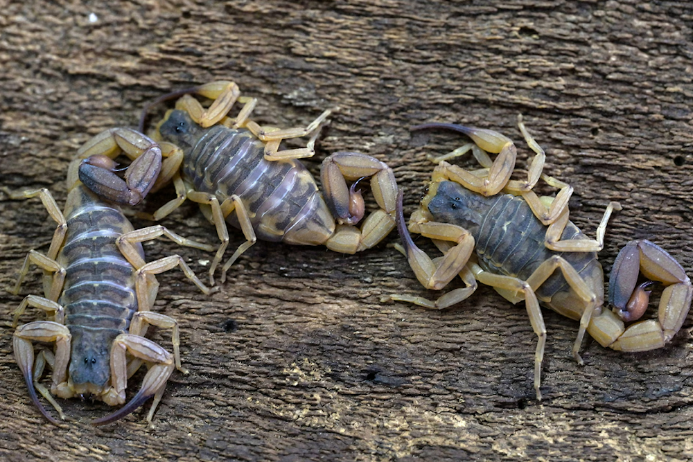 Scorpions thrive in urban environments such as sewers, which are warm and humid and have a ready food supply in the form of cockroaches. Photograph: Nelson Almeida/AFP)