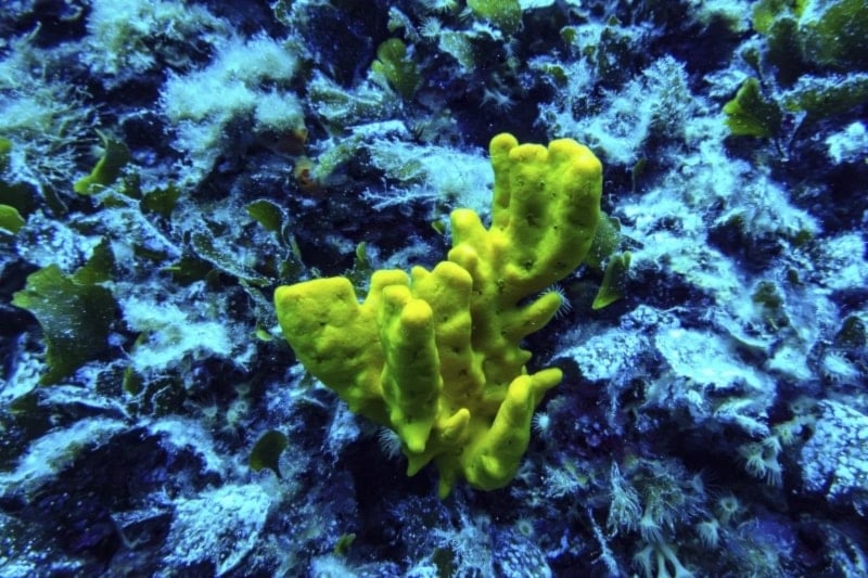 Coral is visible in the protected area of France’s Porquerolles National Park ahead of the U.N. Ocean Conference on Friday, June 6, 2025. (AP Photo/Annika Hammerschlag)