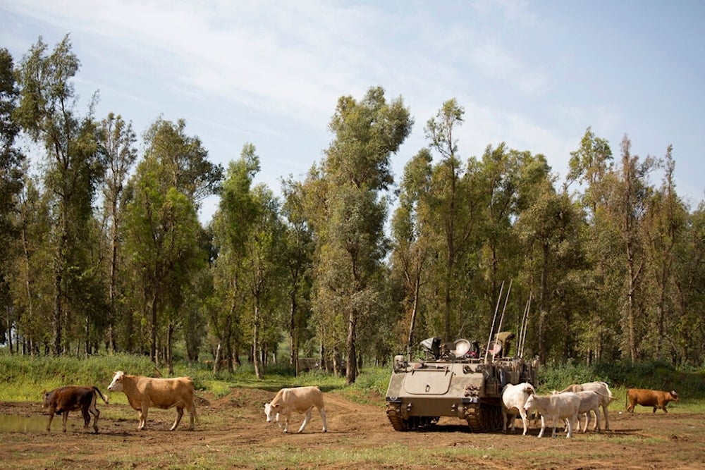 In this Thursday, April 21, 2016 photo, cattle graze by an Israeli military APC in the occupied Golan Heights, Syria (AP)
