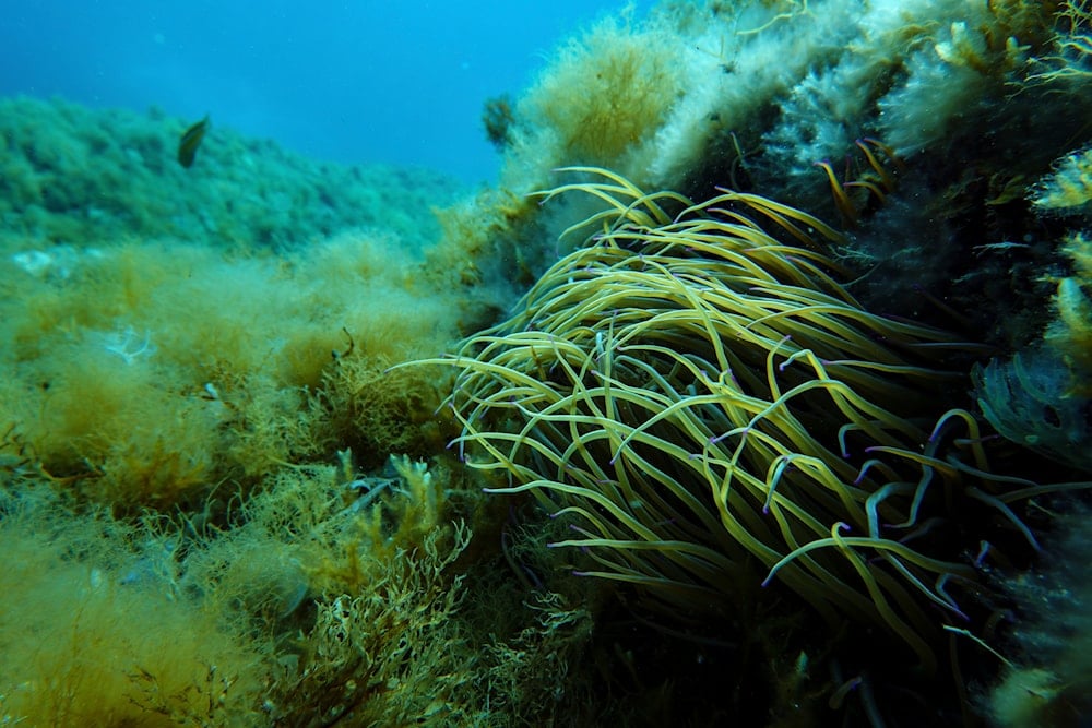 Sea acidity reaches critical levels, threatening entire ecosystems